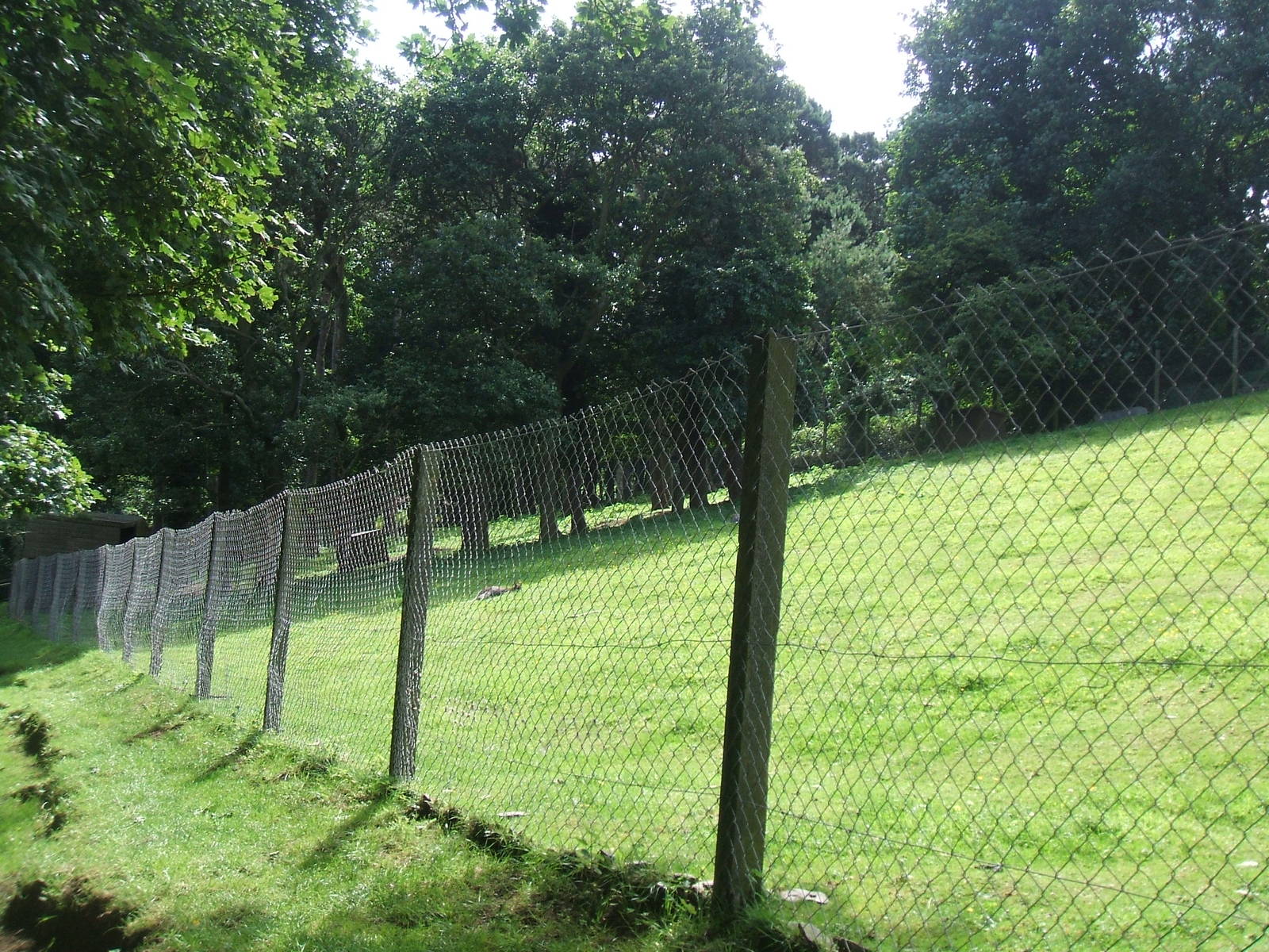 Wallaby and Welsh Mountain Goat paddock
