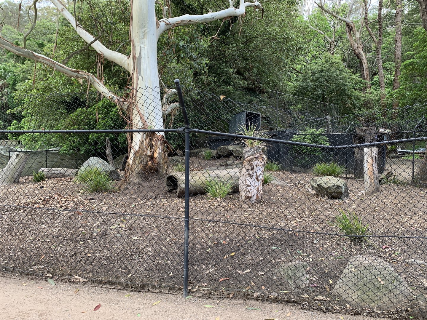 Wallaby and Wombat Exhibit