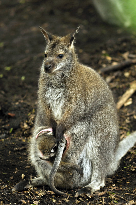 Wallaby at Hannover