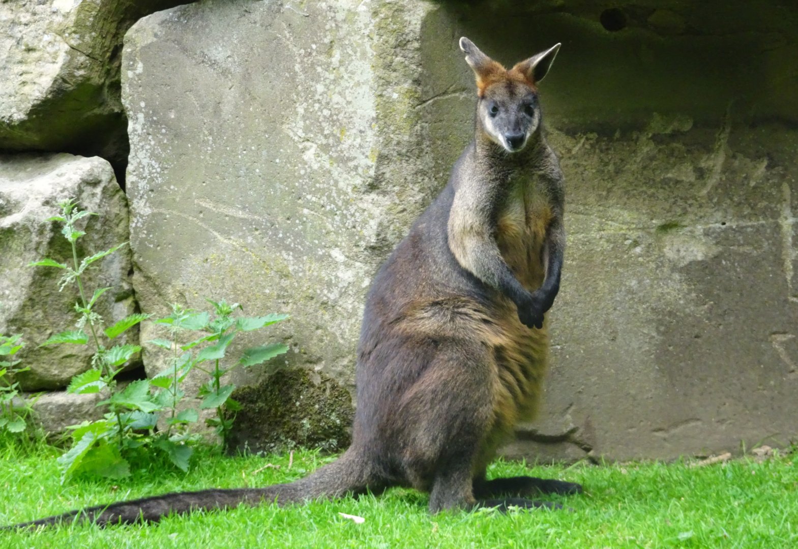 Wallaby  Blackpool Zoo 13 July 2025