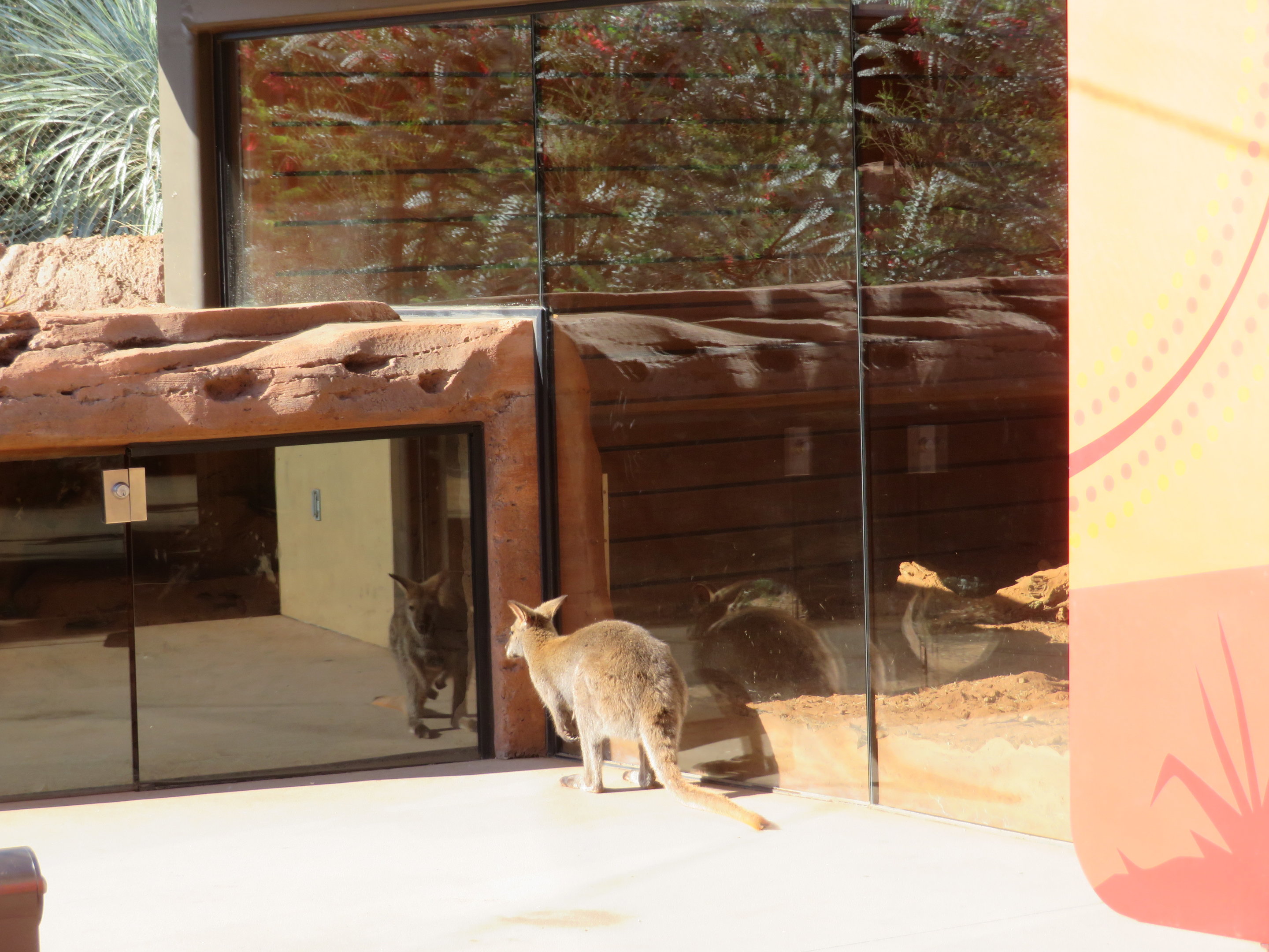Wallaby Bueller's Day Off