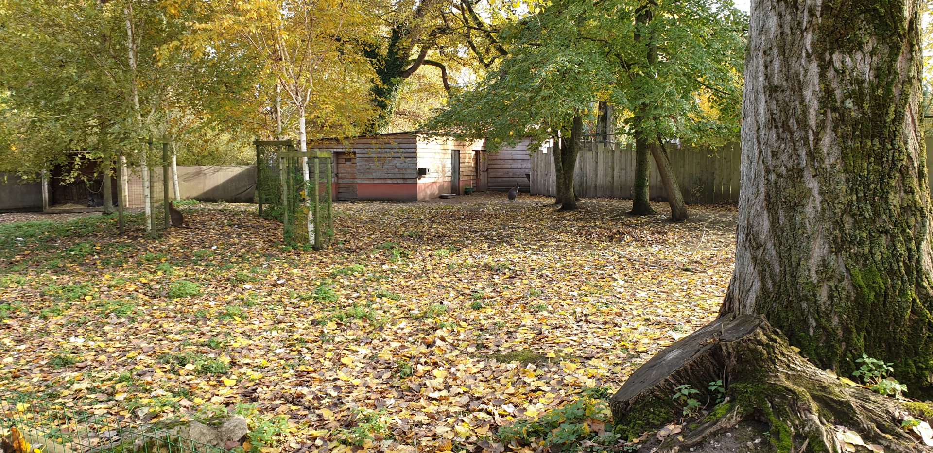 Wallaby - Emu enclosure