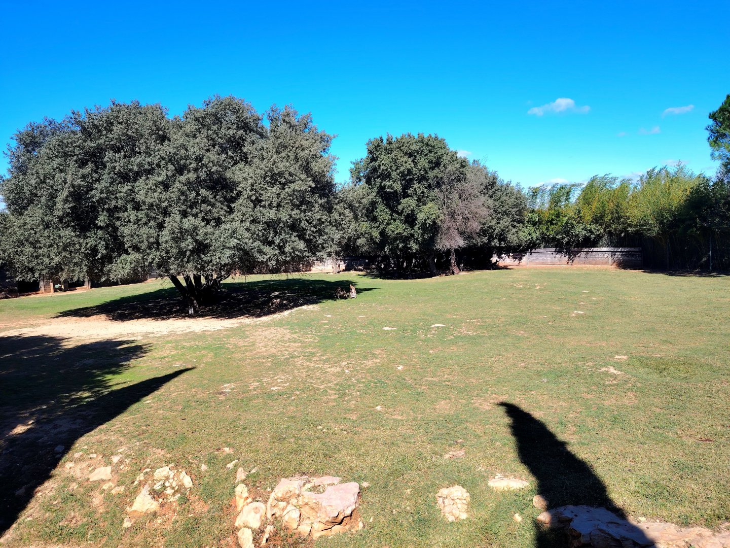 Wallaby & Emu Exhibit