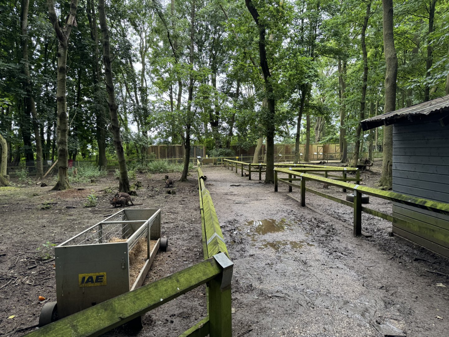 Wallaby / Emu / Mara Walkthrough Enclosure at Bridlington Animal Park (July 2024)