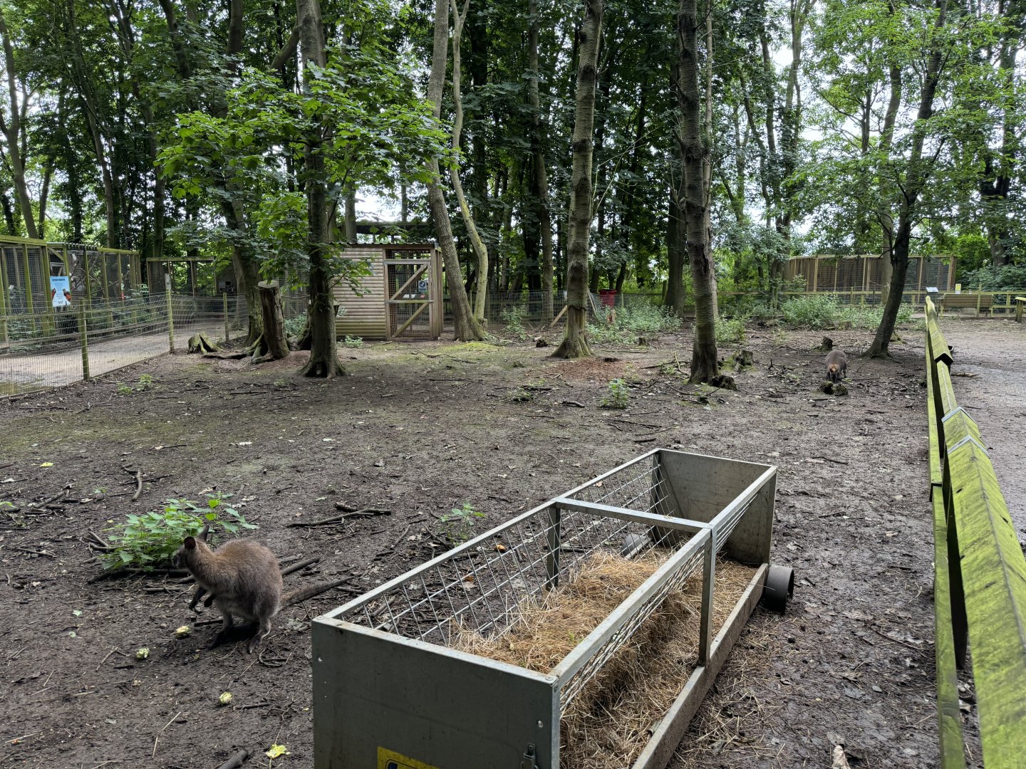 Wallaby / Emu / Mara Walkthrough Enclosure at Bridlington Animal Park (July 2024)