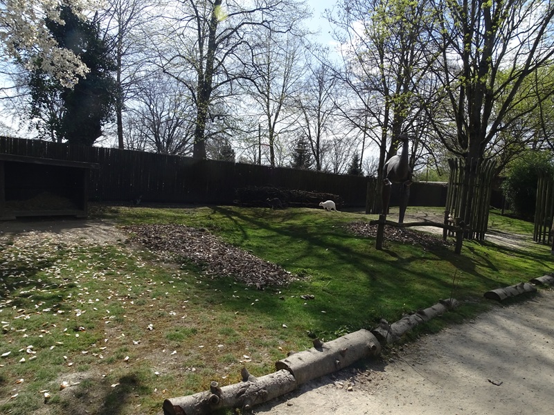 Wallaby / emu walkthrough enclosure