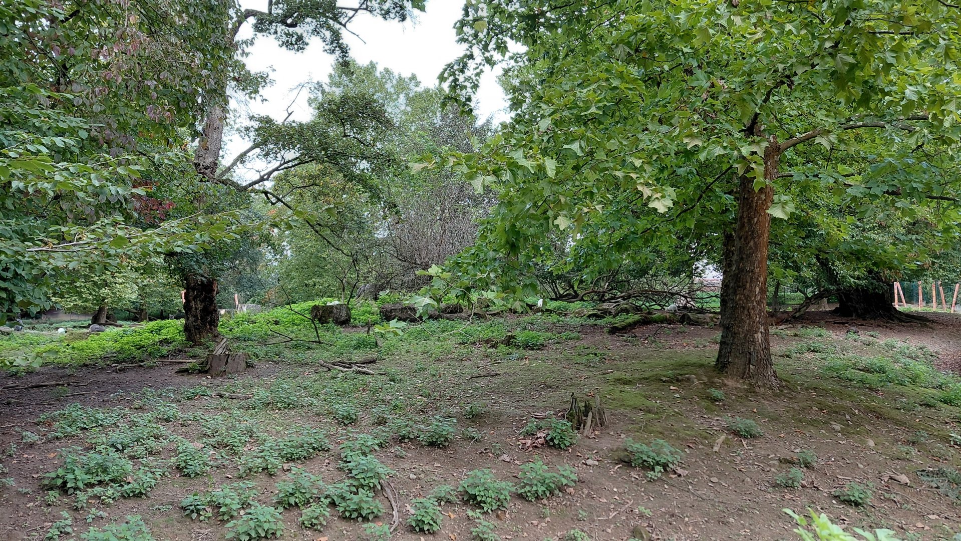 Wallaby + emu walkthrough exhibit