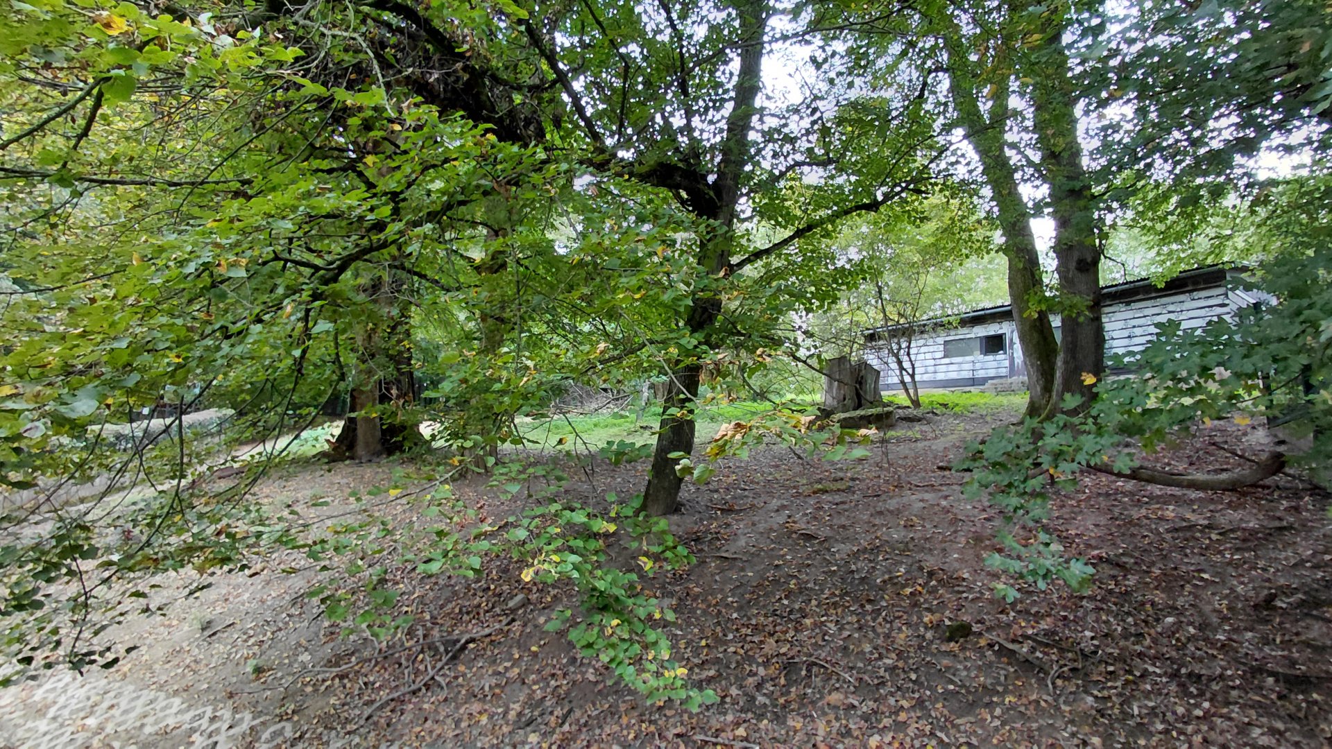 Wallaby + emu walkthrough exhibit