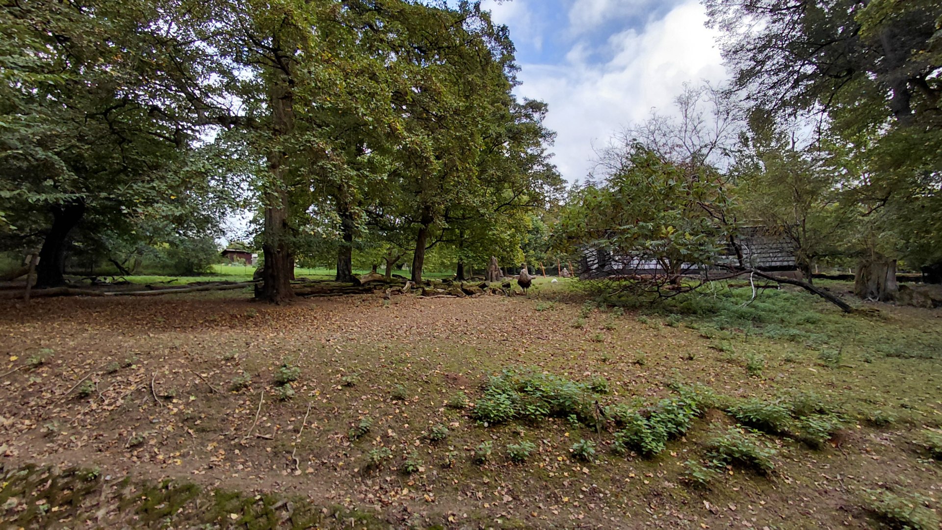 Wallaby + emu walkthrough exhibit
