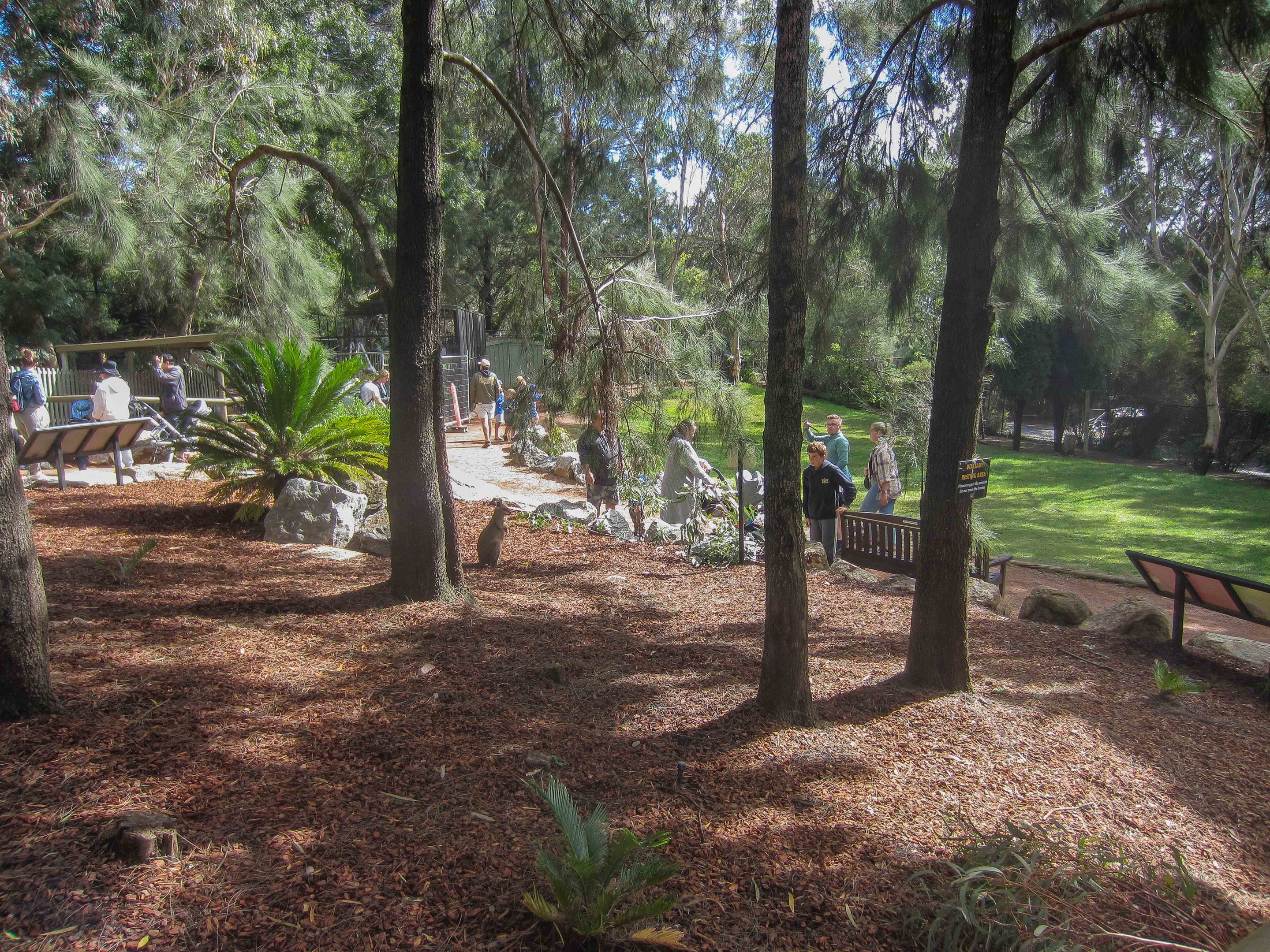 Wallaby & Emu walkthrough