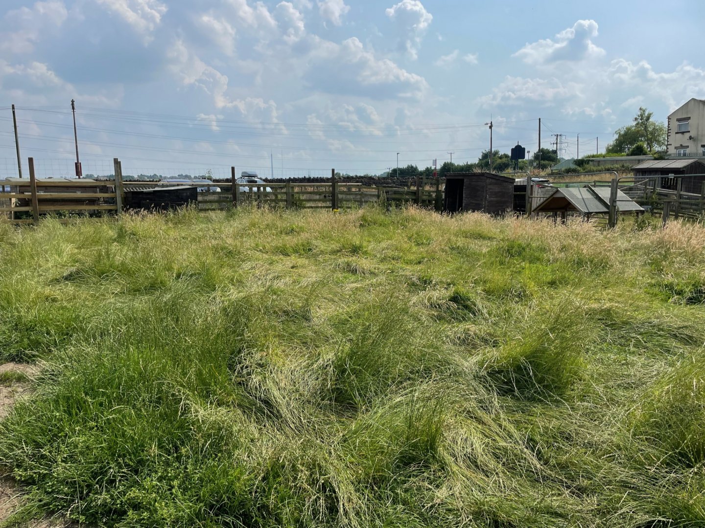 Wallaby Enclosure at Charlotte's Ice Cream Parlour (July 2021)