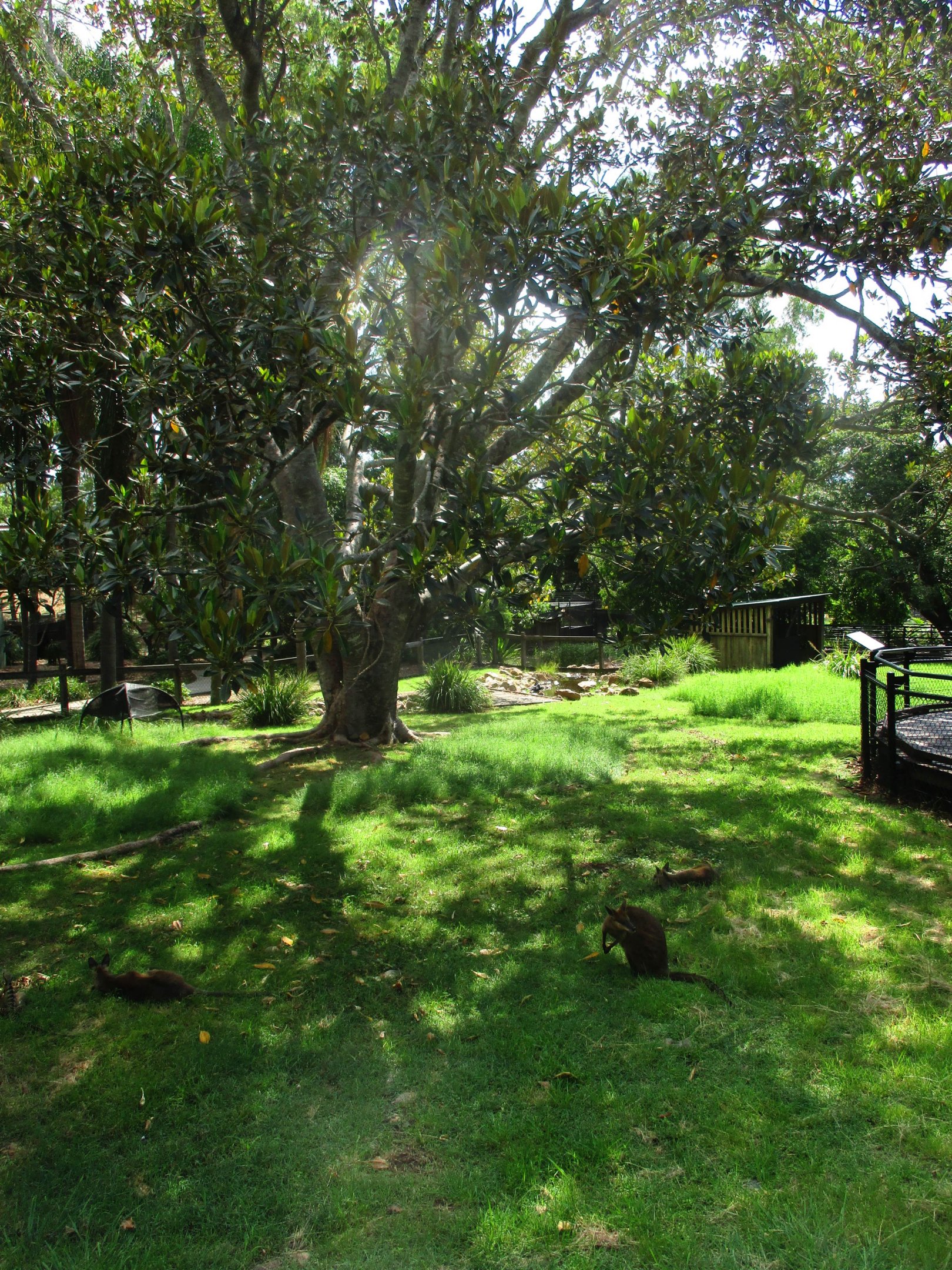 Wallaby Enclosure