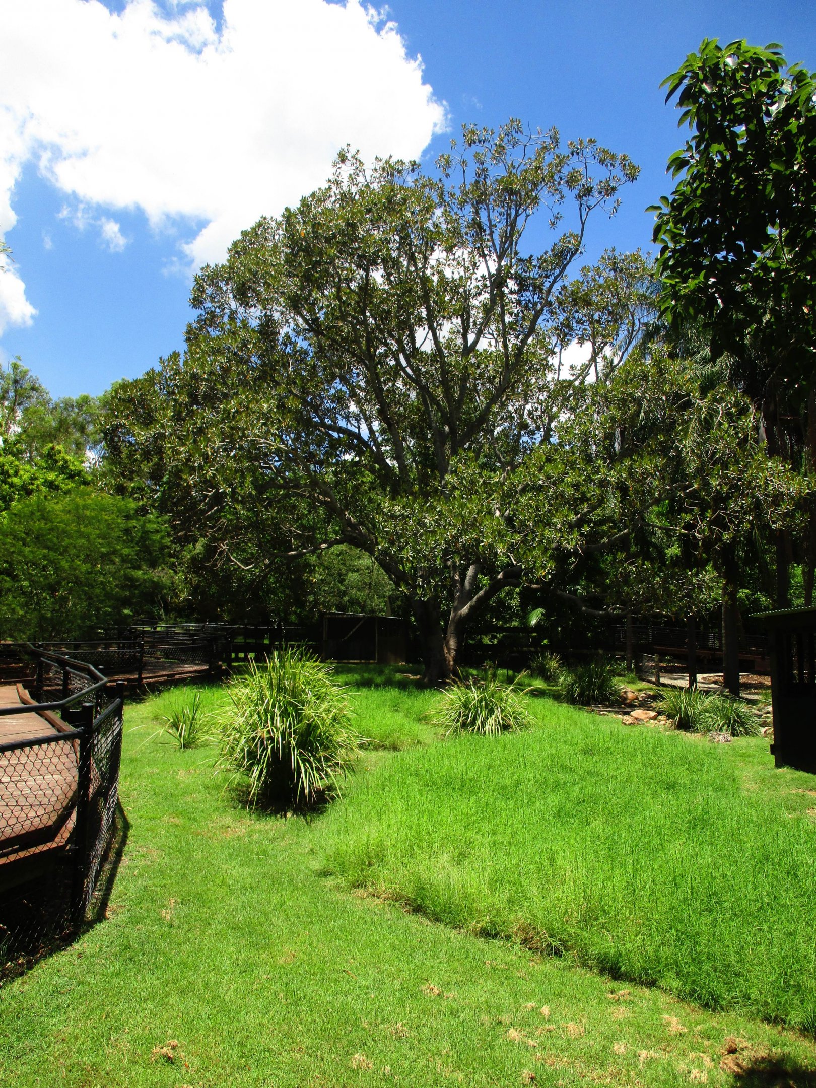 Wallaby Enclosure