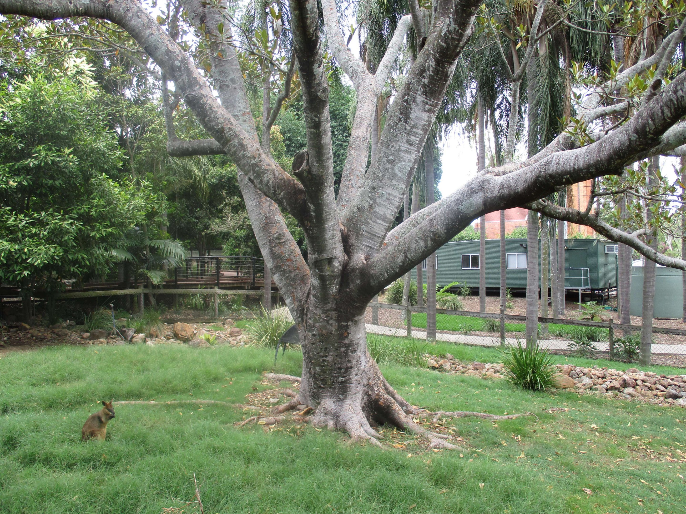 Wallaby Enclosure