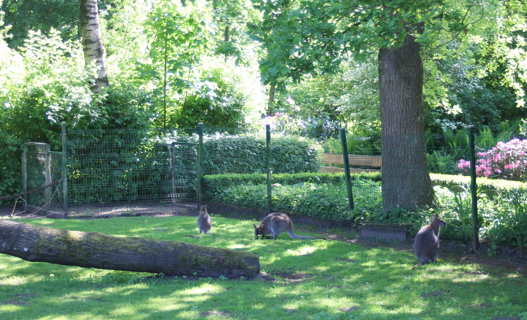 Wallaby-enclosure