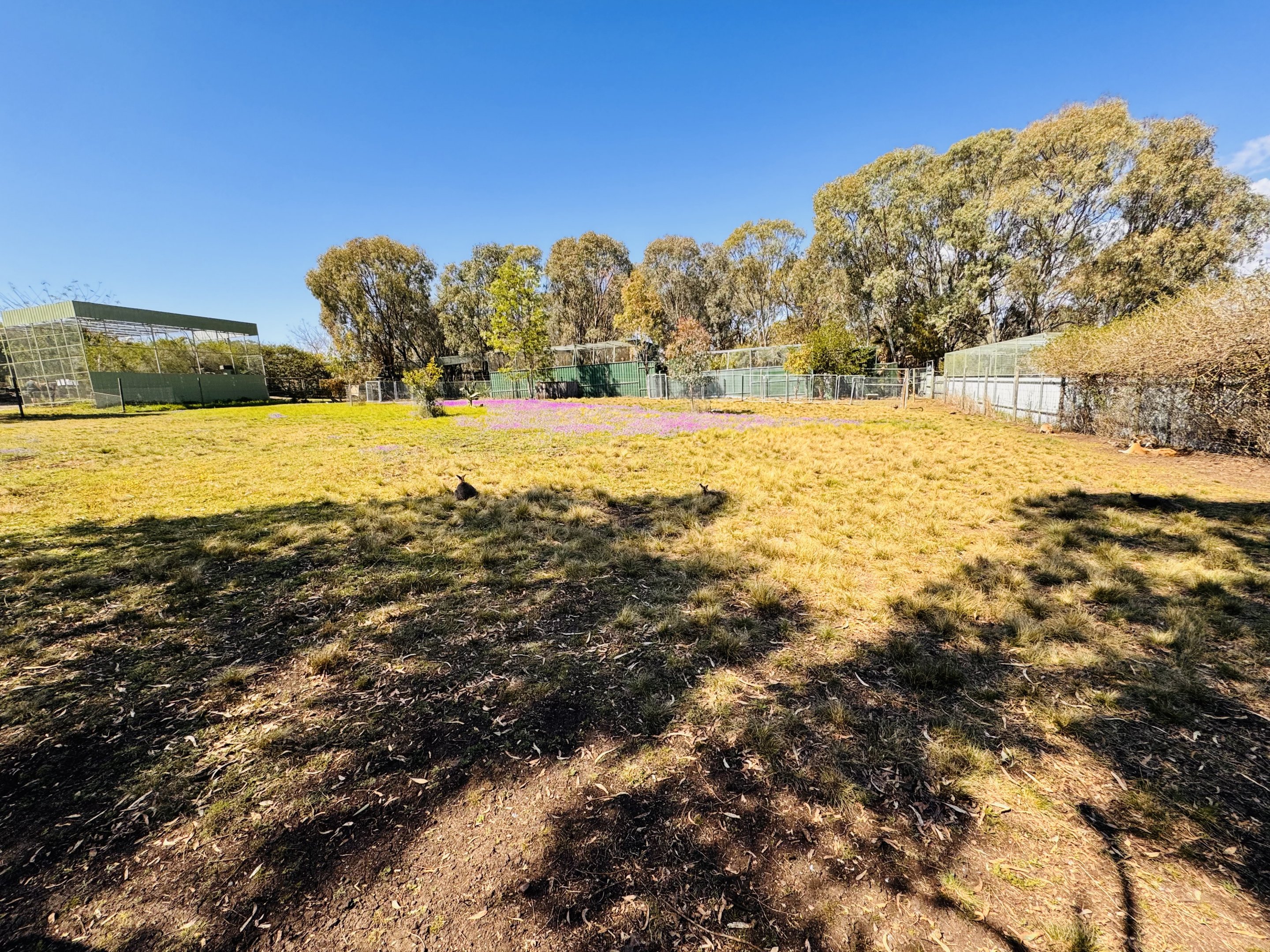Wallaby enclosure