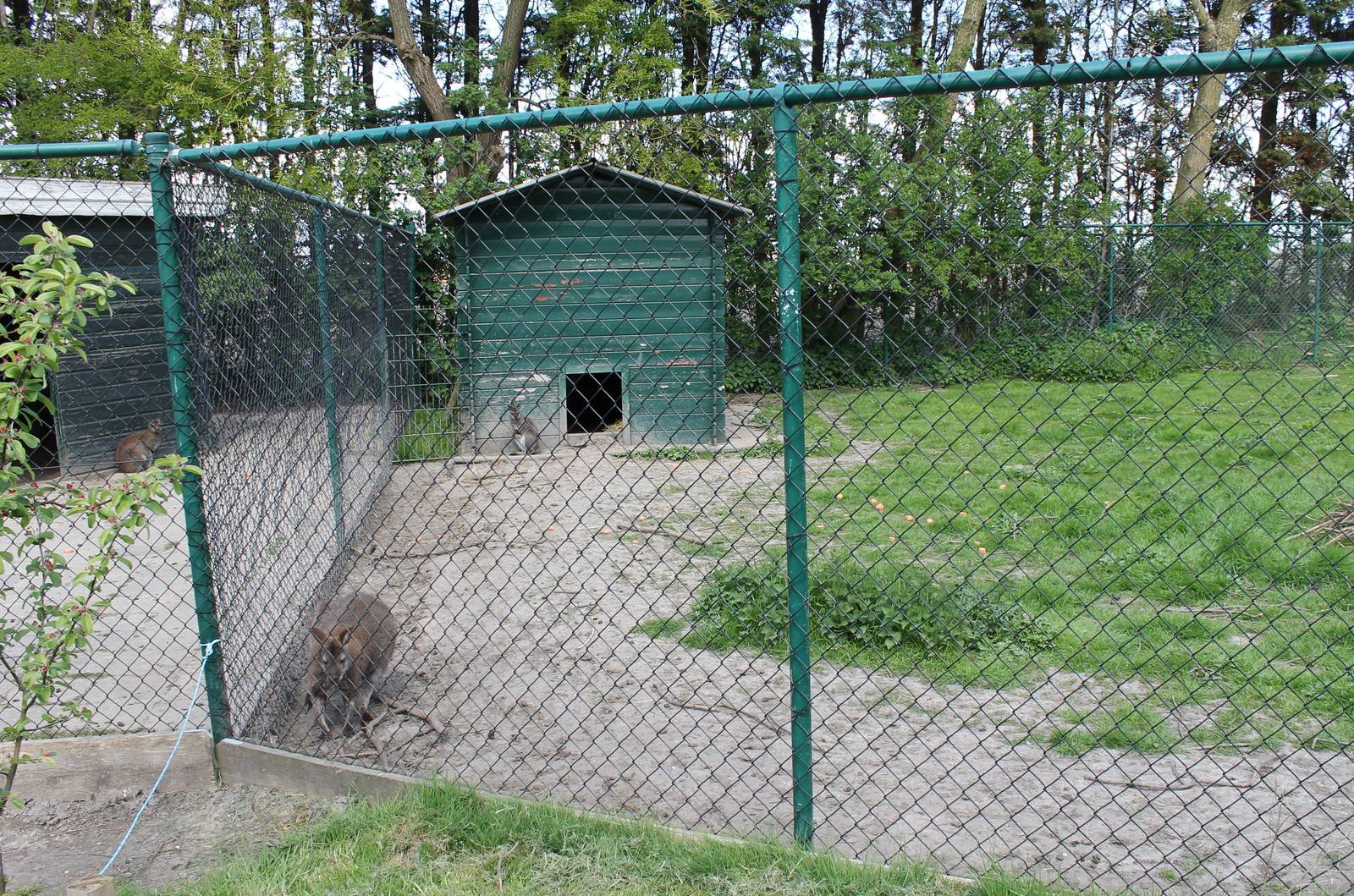 Wallaby enclosures