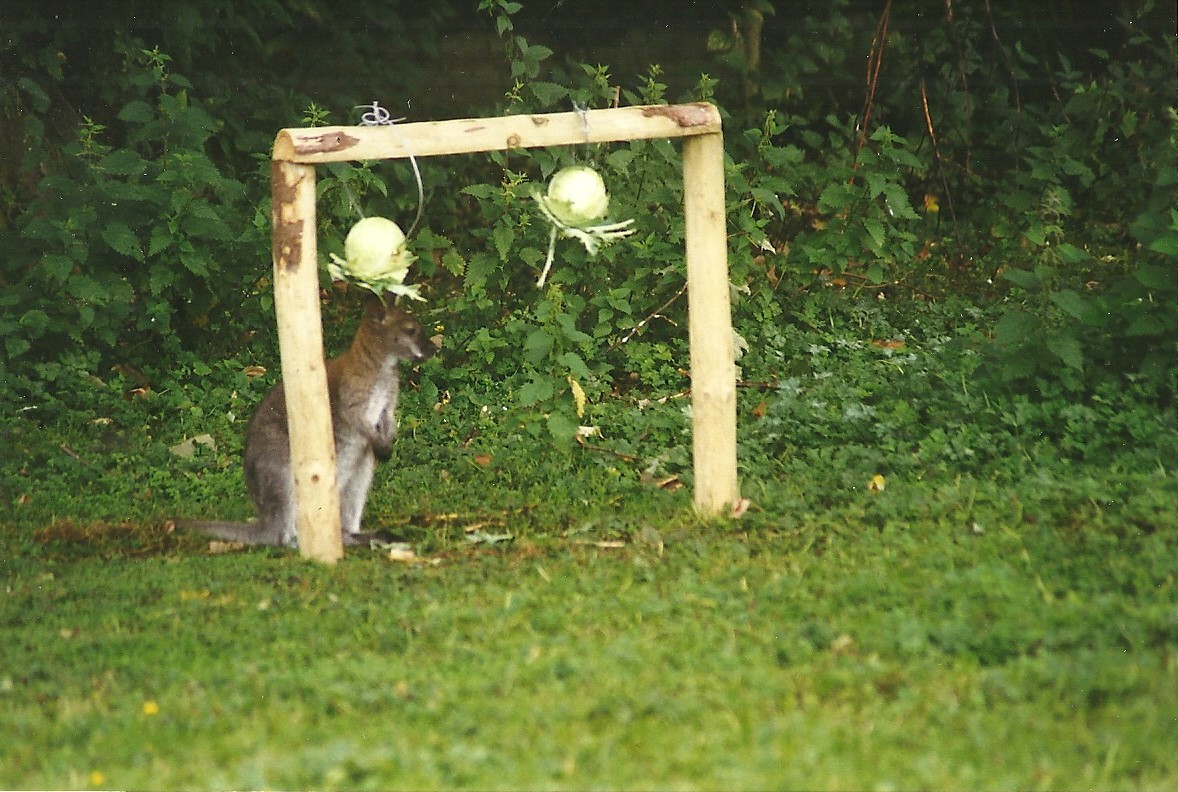 Wallaby enrichment 14th August 1999