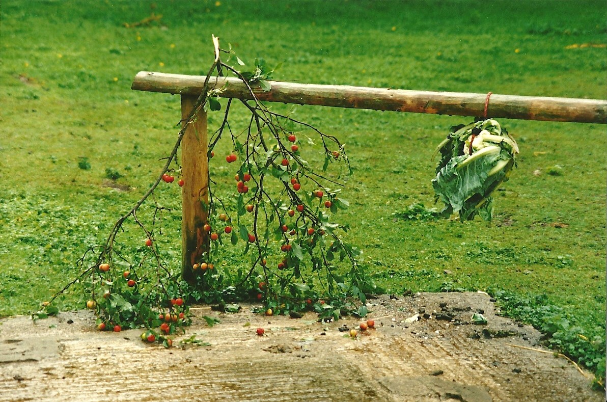 Wallaby enrichment 19th August 2000