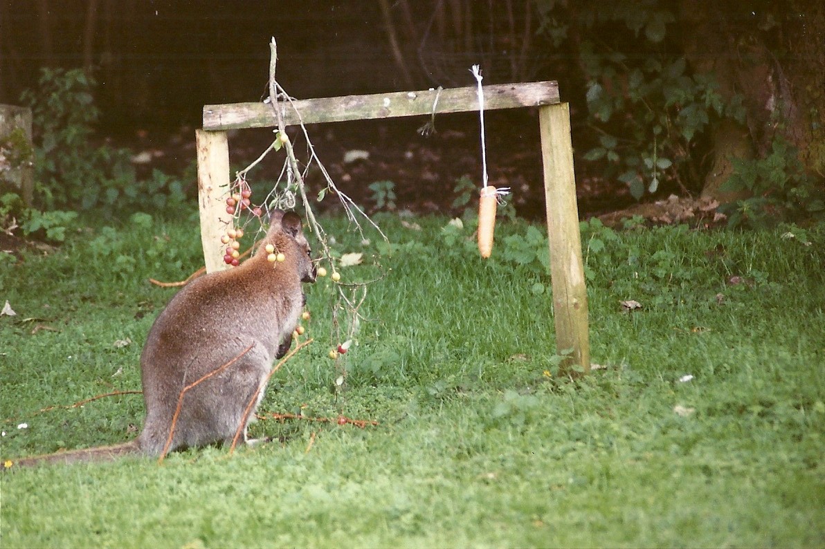 Wallaby enrichment, 19th August 2000