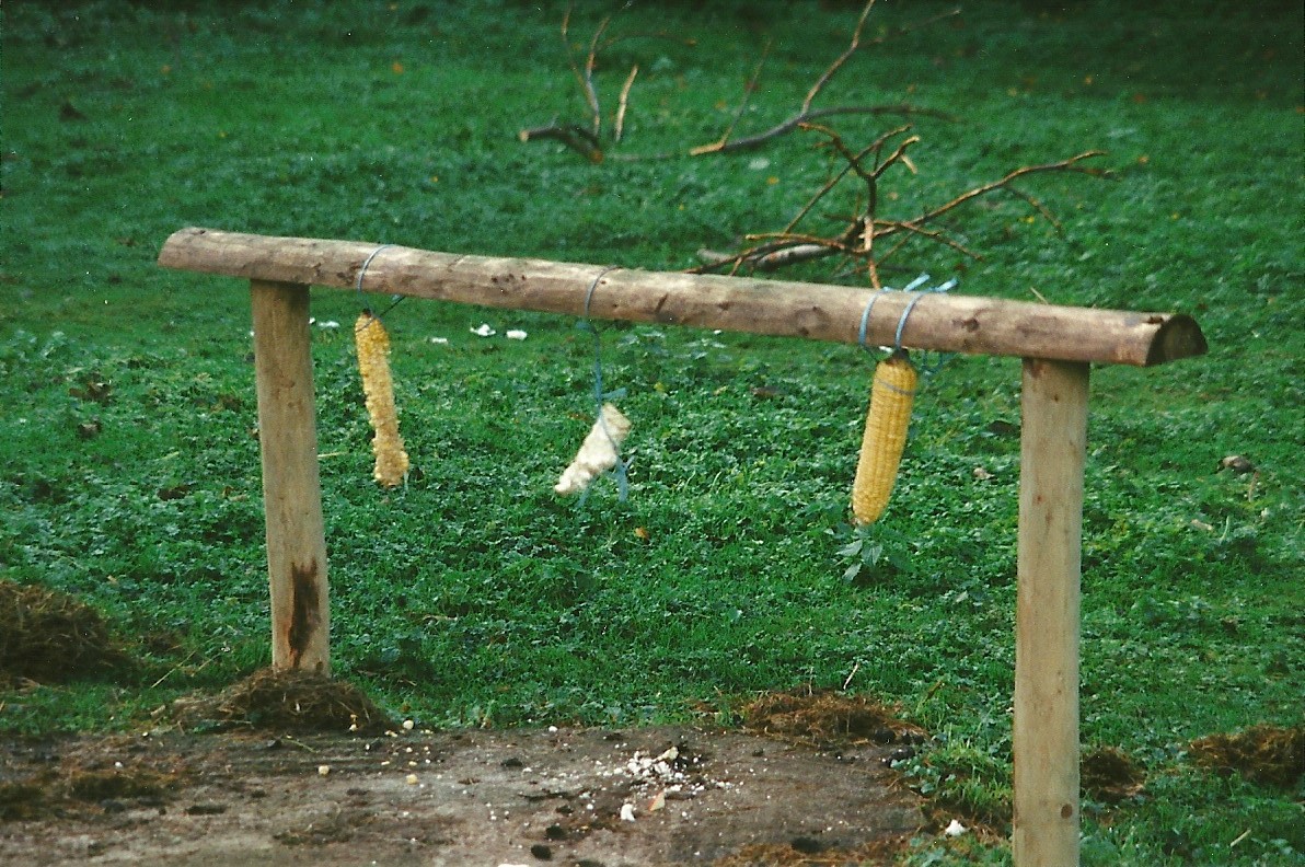 Wallaby enrichment 25th September 1999