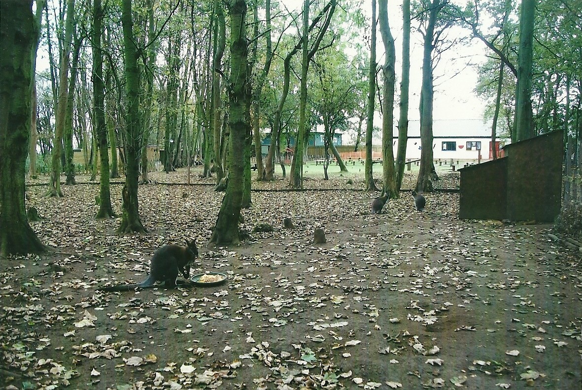 Wallaby exhibit, 1st November 2013