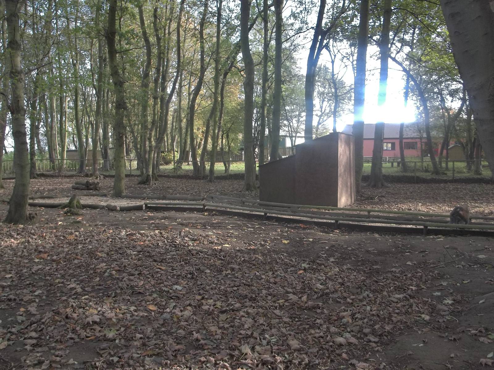 Wallaby exhibit, 29th October 2014