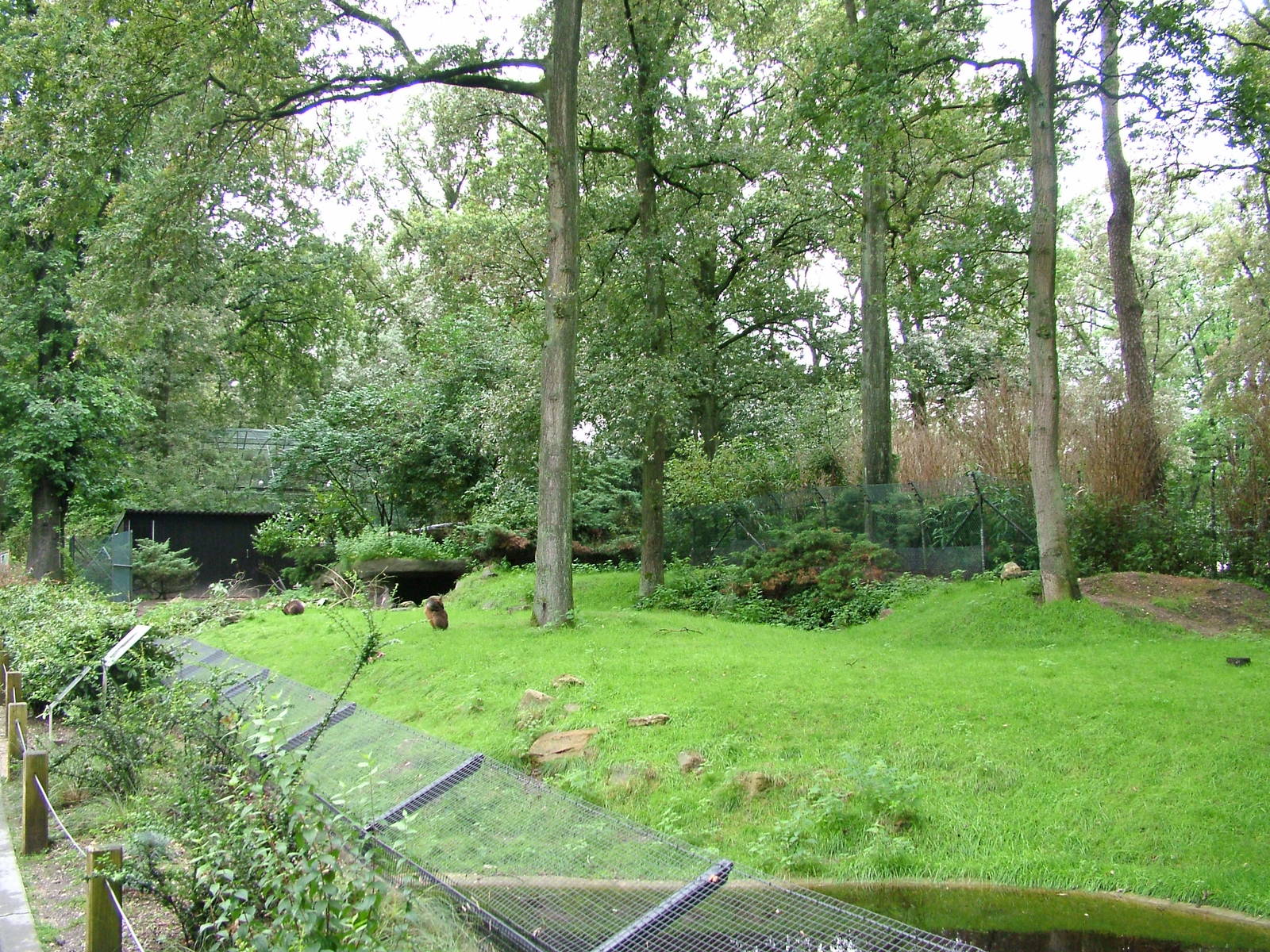 Wallaby Exhibit at Burgers Zoo Arnhem, 29/08/10