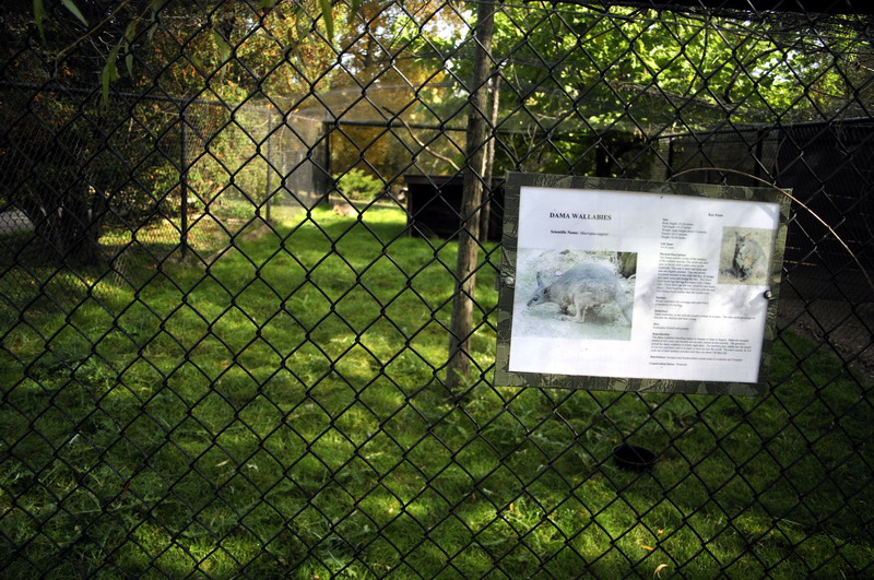 Wallaby exhibit at Twin Vally Zoo
