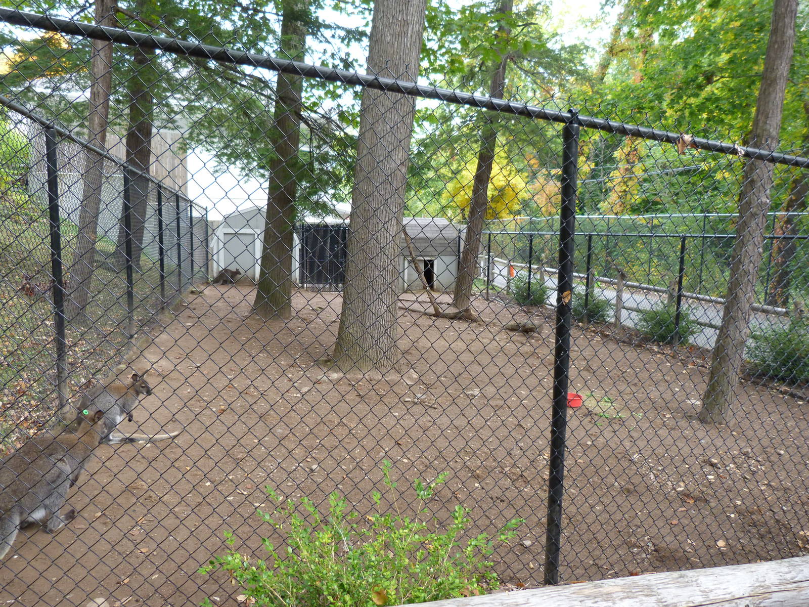 Wallaby Exhibit
