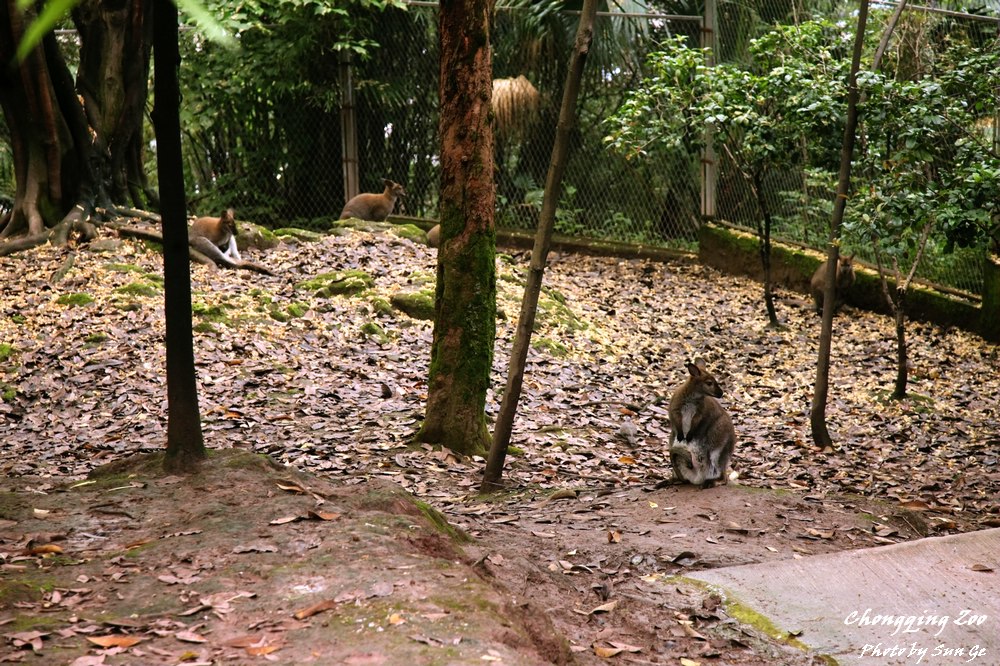 Wallaby exhibit