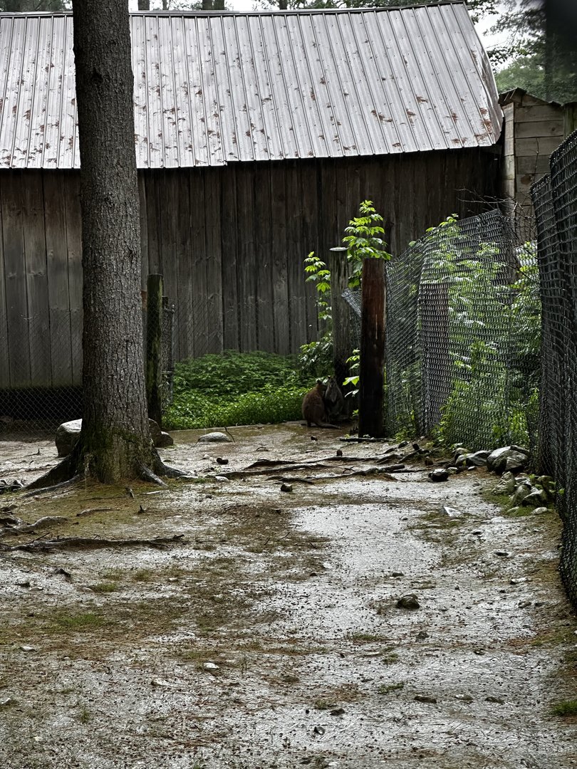 Wallaby Exhibit