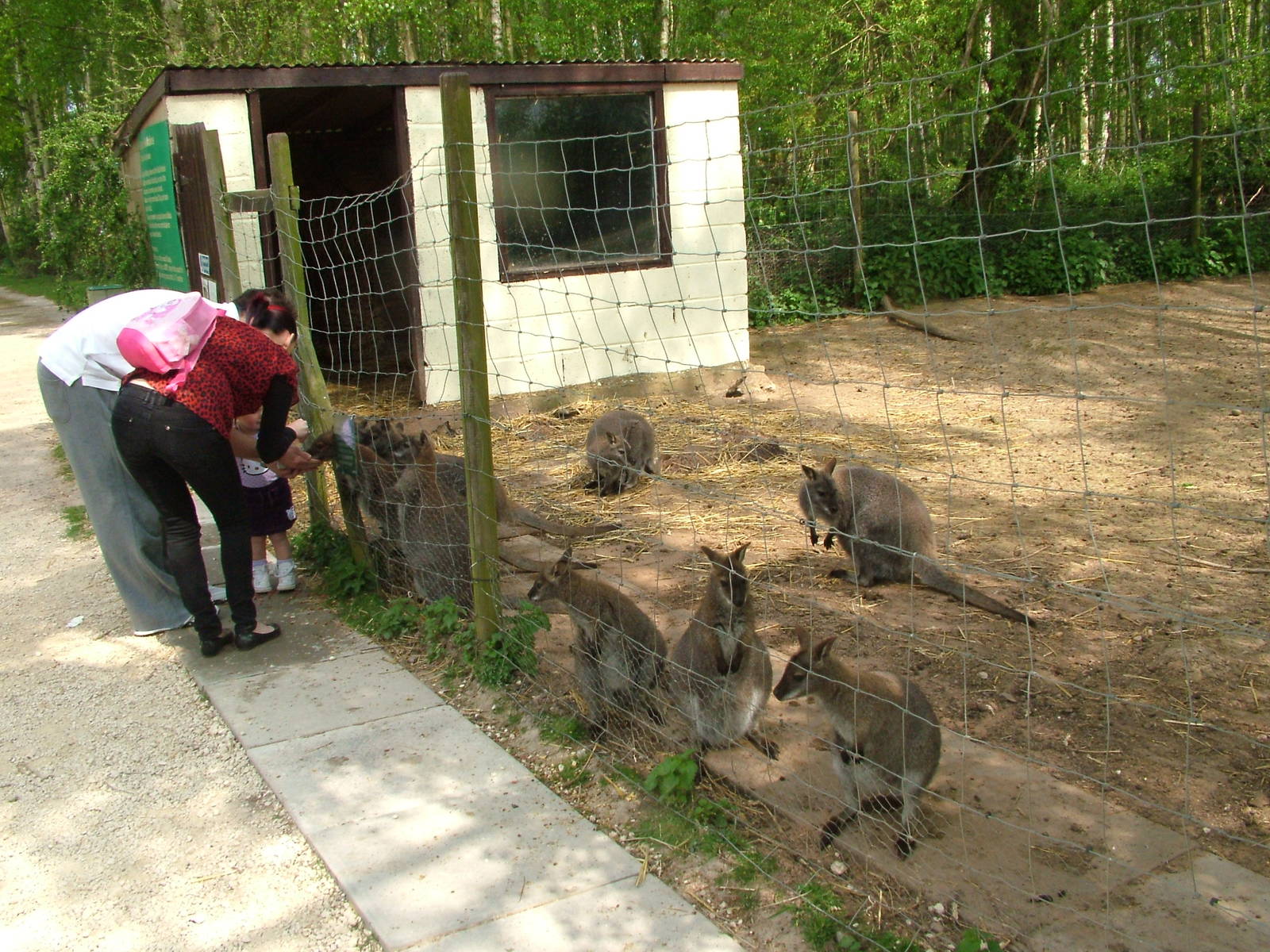 Wallaby feeding at Wetlands WP 25/04/09