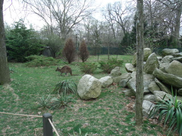 Wallaby/Goose/Kangaroo Enclosure (Part 4)