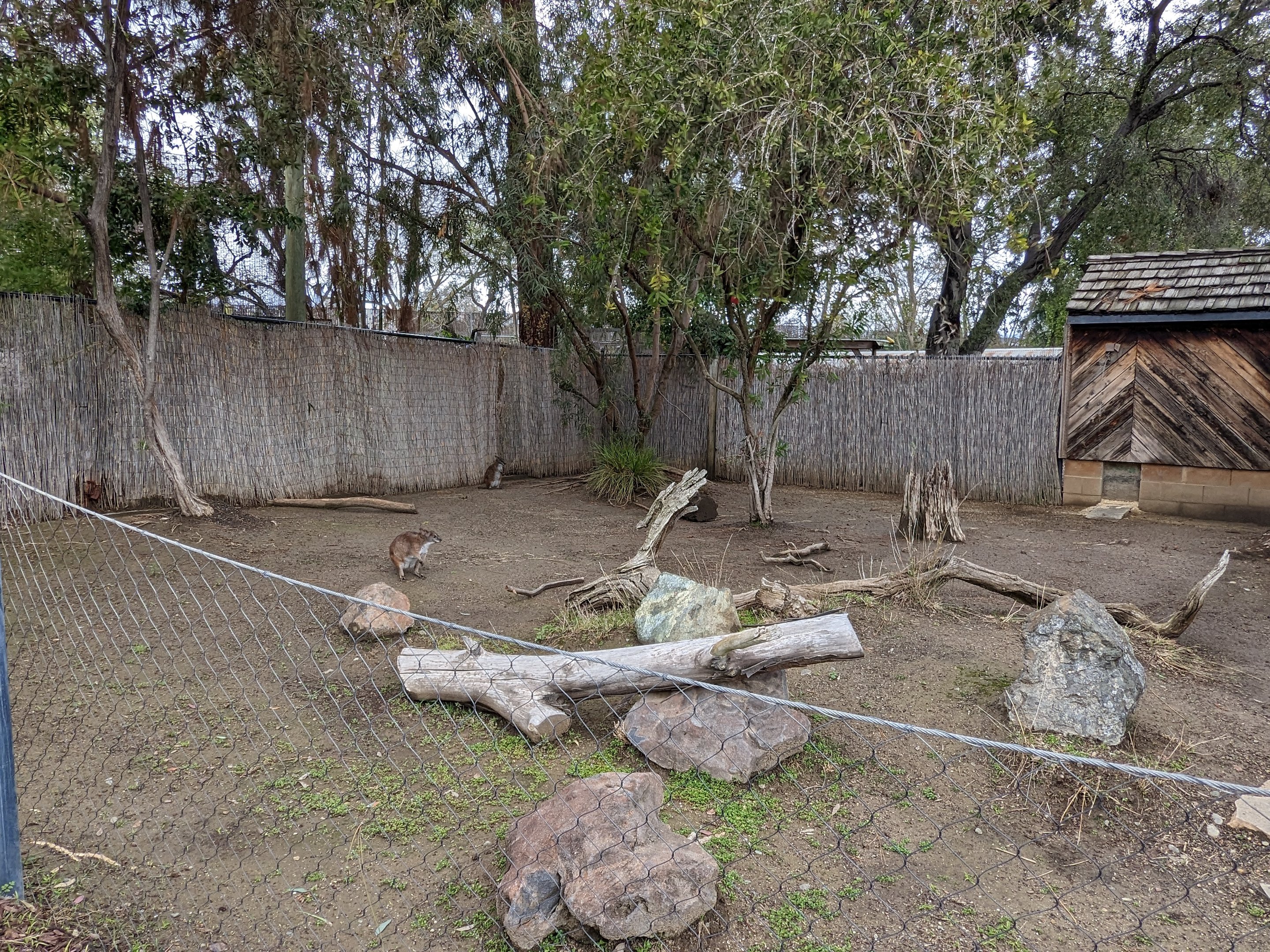 Wallaby habitat (1 of 3)