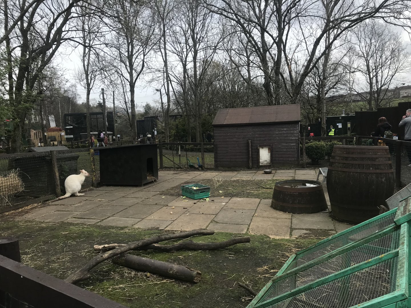 Wallaby holding area