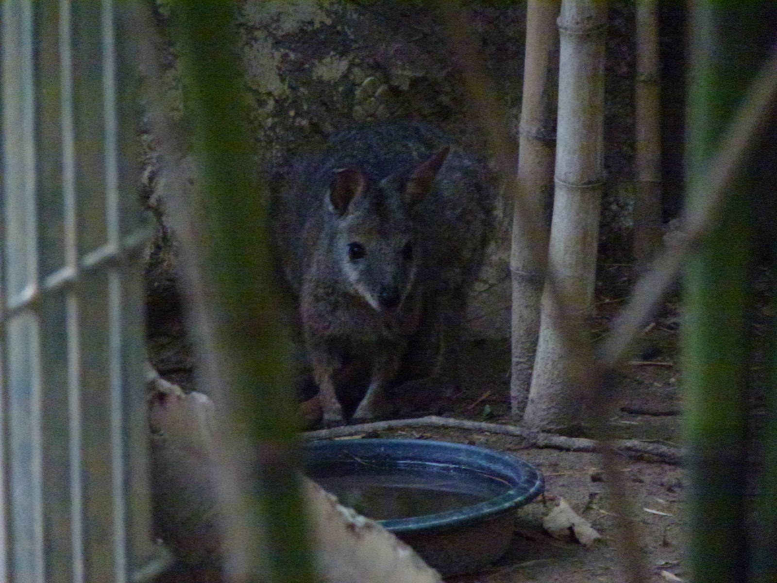 Wallaby ID, 2013.