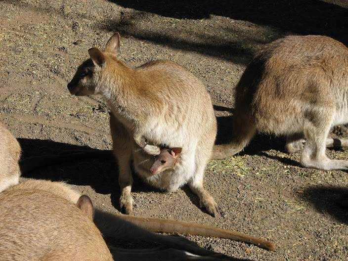 Wallaby ID - Featherdale Wildlife Park 2012