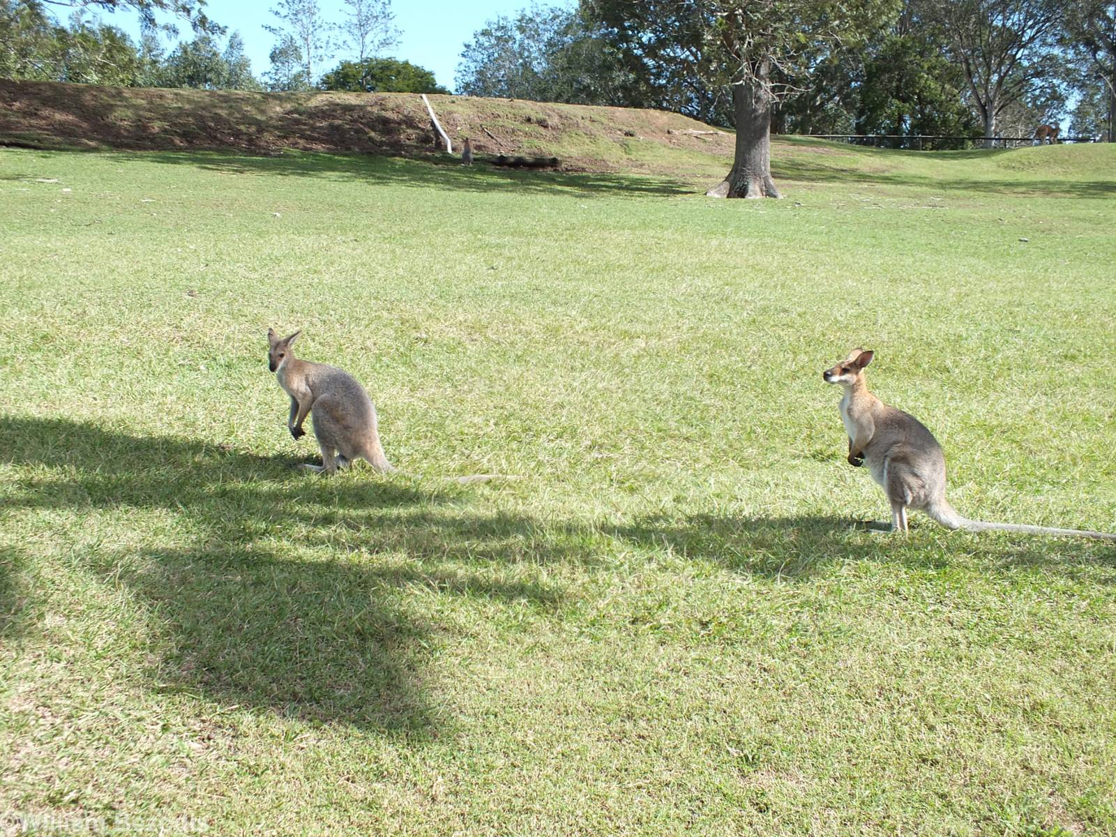 Wallaby ID? Red-necked Wallaby?