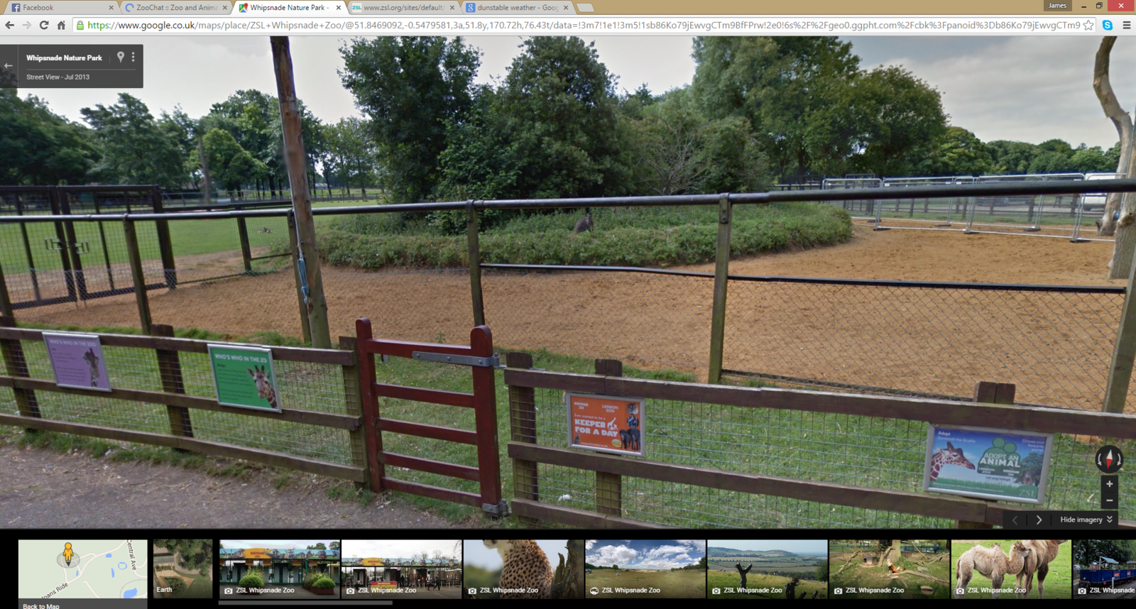 Wallaby in Giraffe enclosure