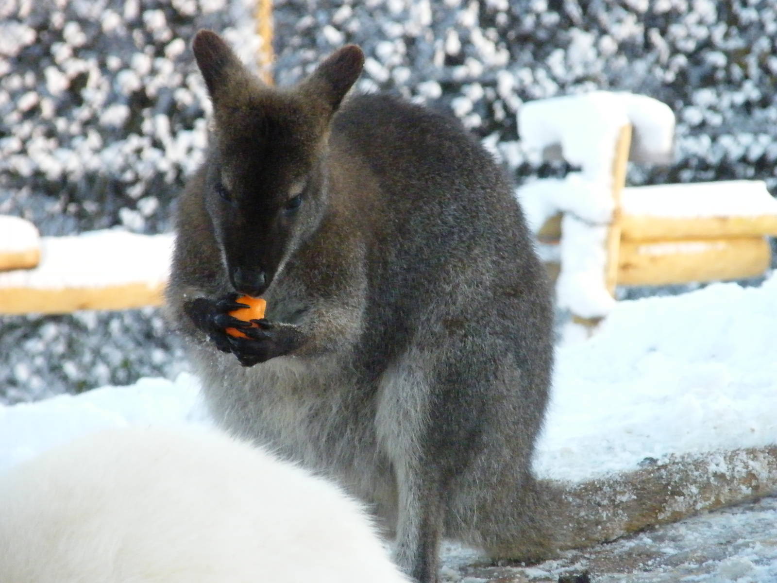 Wallaby in Snow
