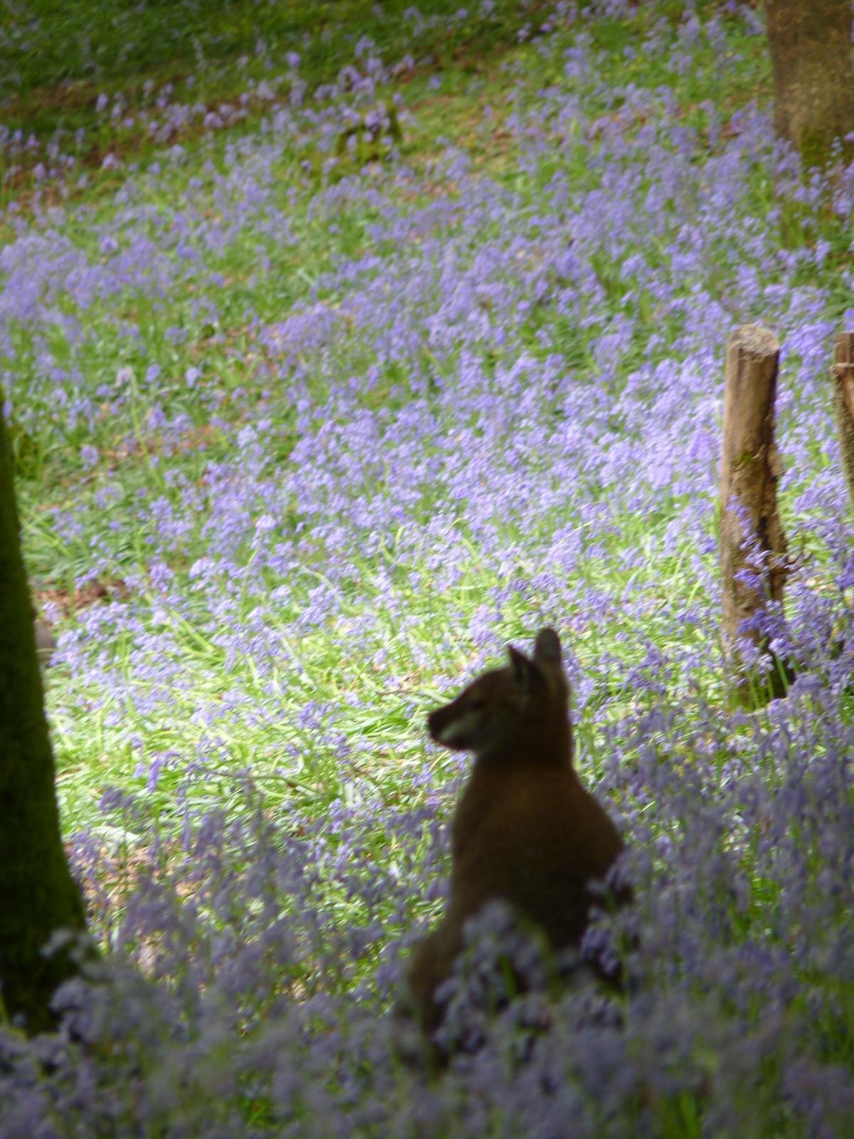 Wallaby in the Bluebells