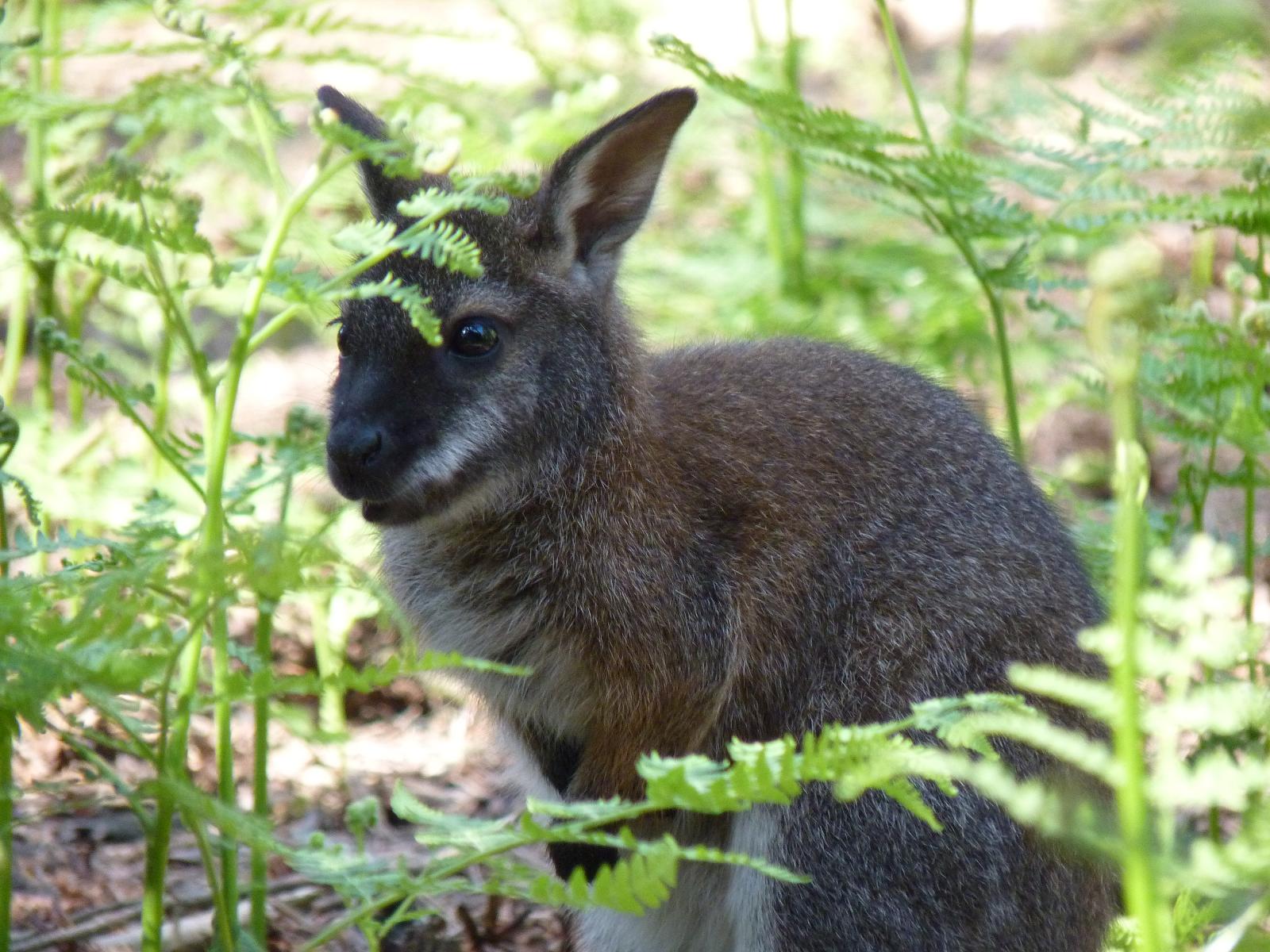 Wallaby Joey