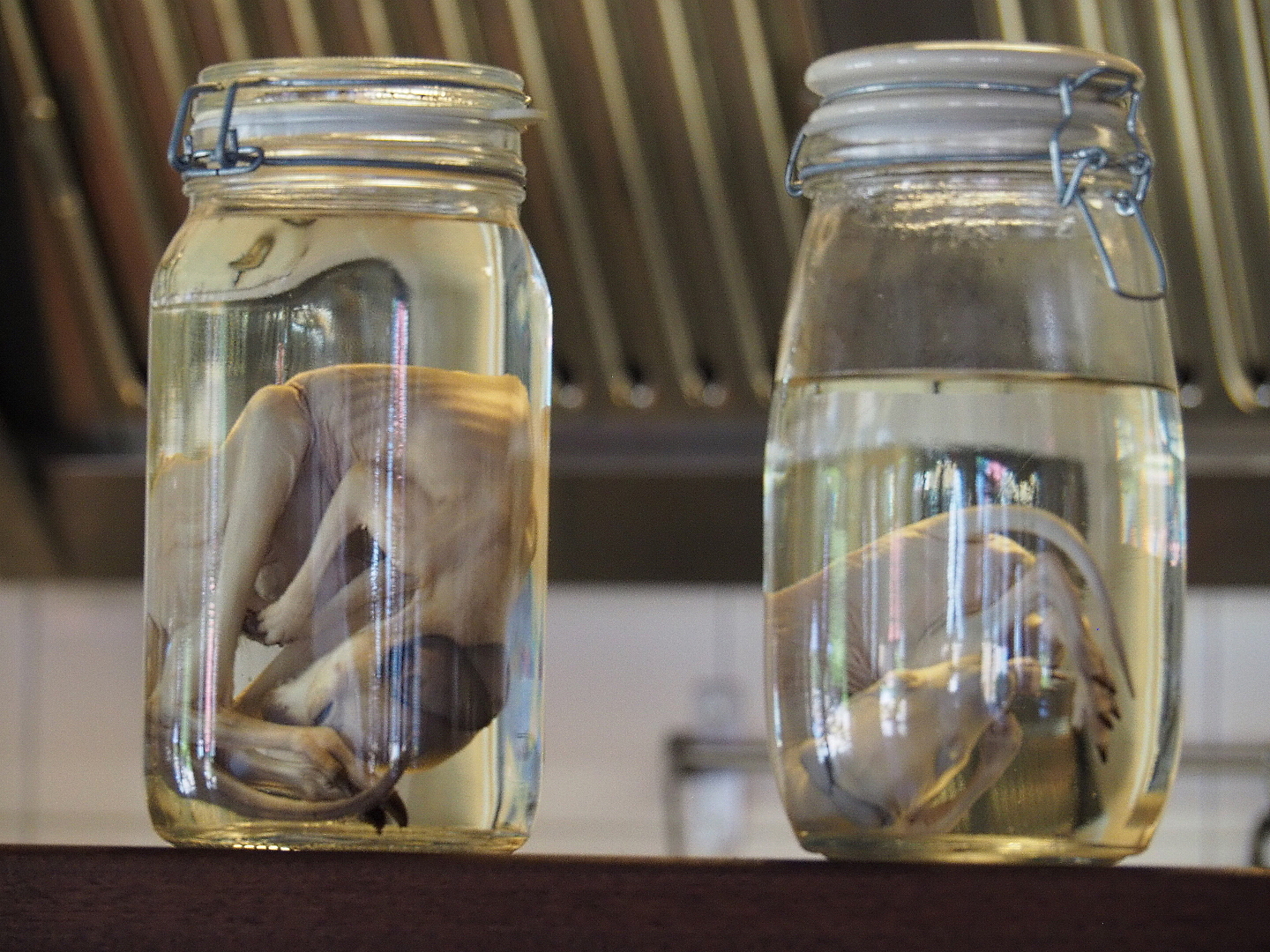 Wallaby joeys wet preserved specimens, 2019-06-01