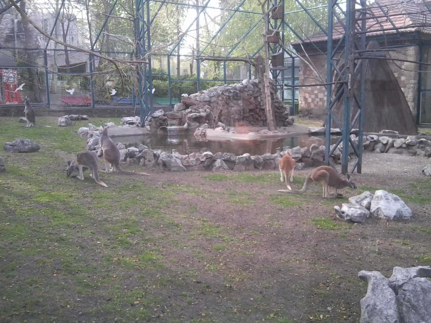 Wallaby-kangaroo enclosure