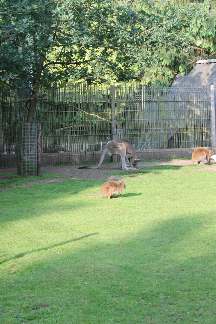 Wallaby - Kangaroo Enclosure