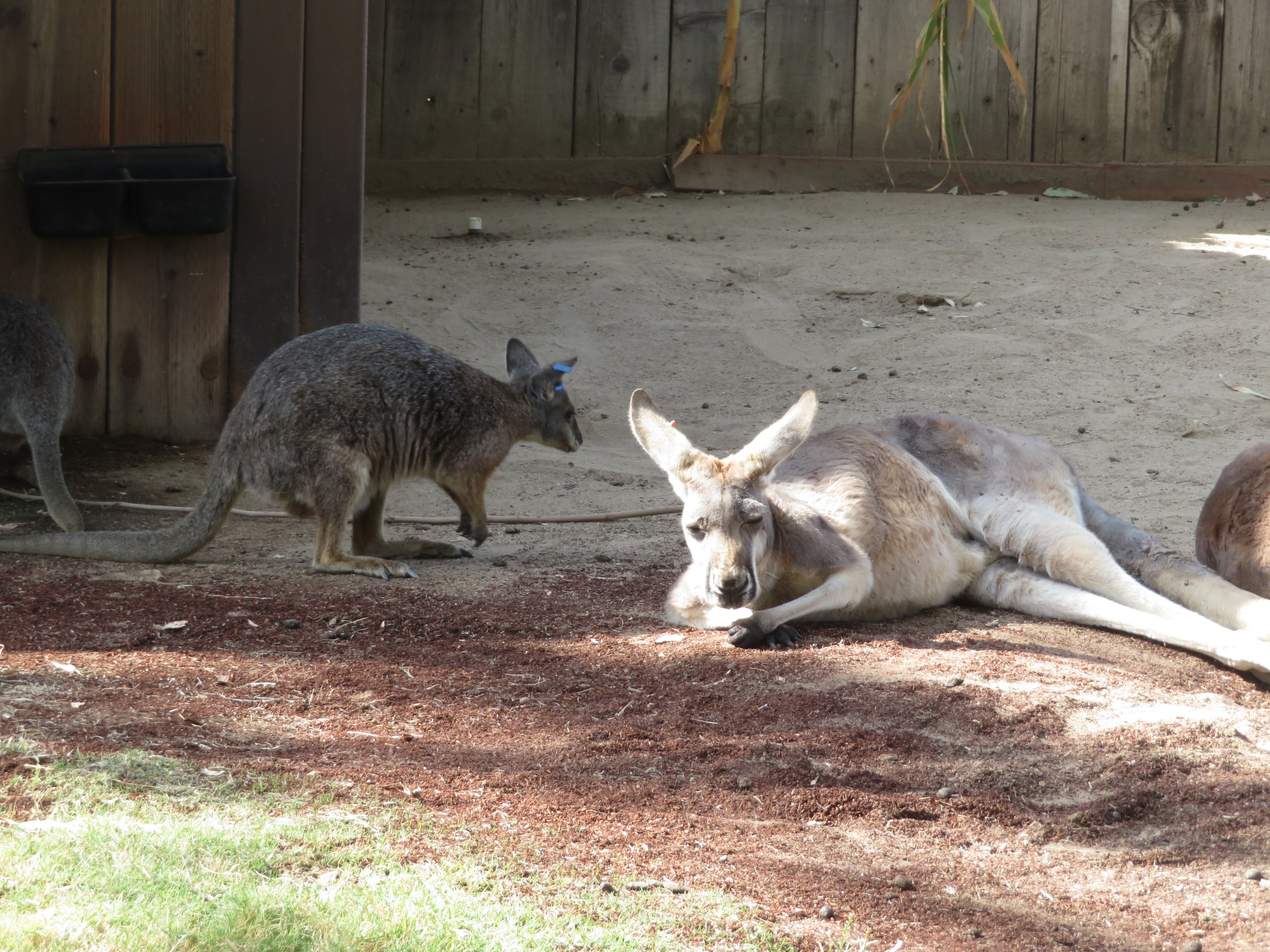 Wallaby-Kangaroo Size Comparison