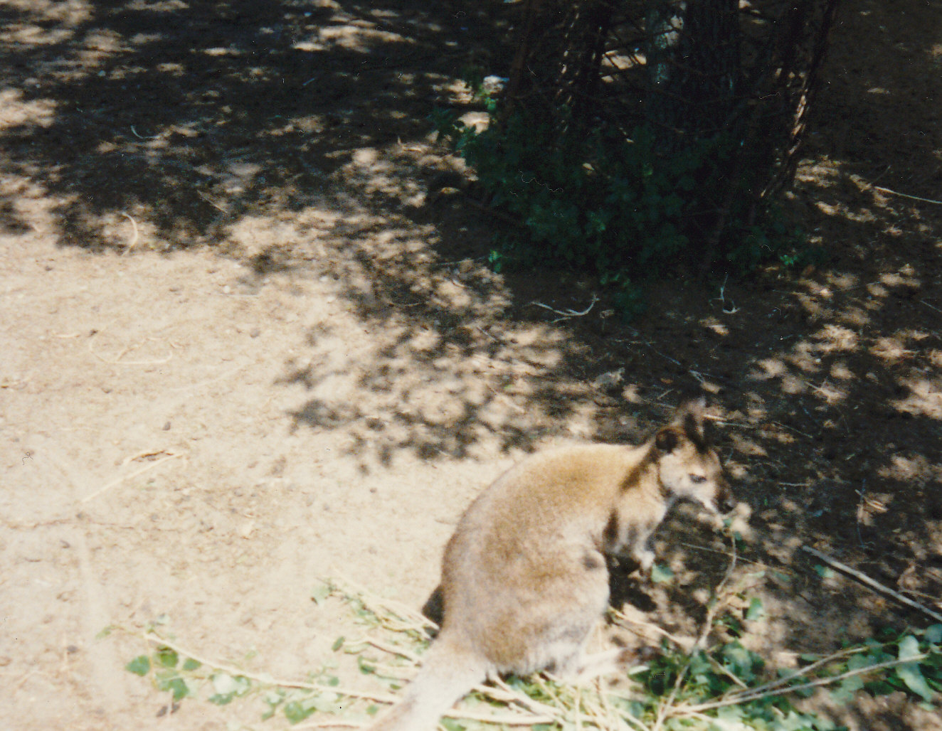 wallaby, North Brighton Zoo, Christchurch