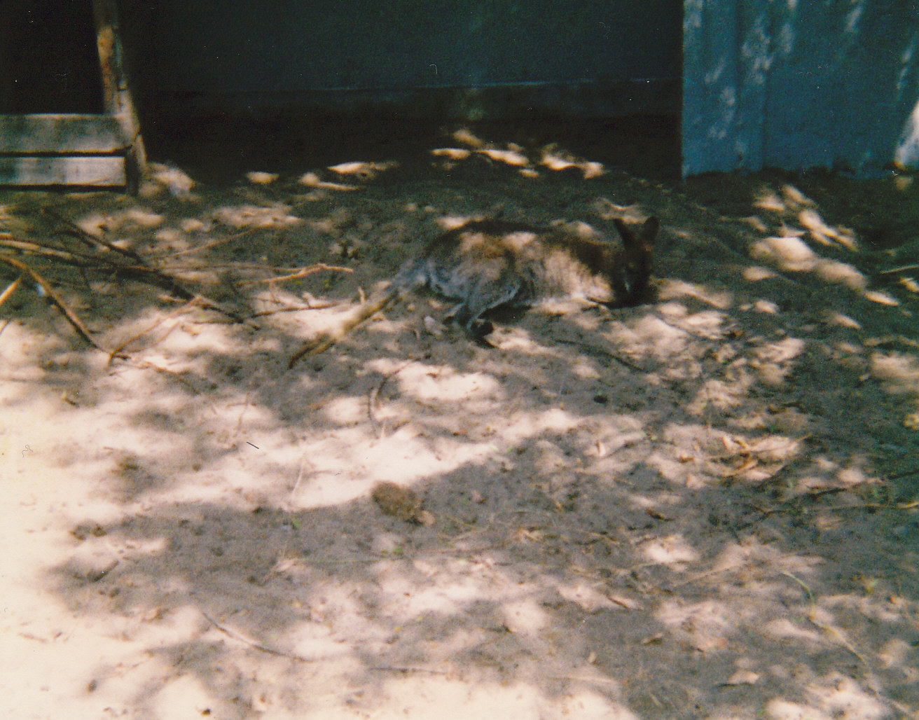 wallaby, North Brighton Zoo, Christchurch