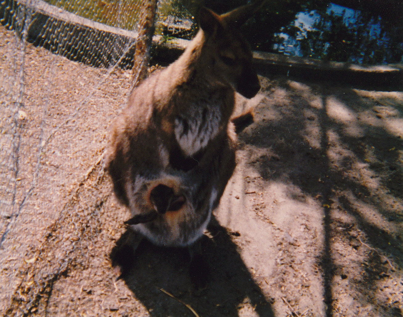 wallaby, North Brighton Zoo, Christchurch